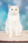 sitting British Shorthair