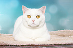 lying British Shorthair