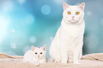 British Shorthair cat and kitten