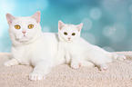 British Shorthair cat and kitten