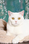 lying British Shorthair