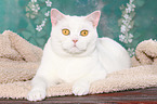 lying British Shorthair