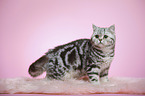standing young british shorthair cat