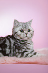 lying young british shorthair cat