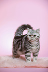 standing young british shorthair cat