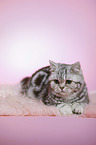 lying young british shorthair cat