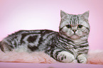 lying young british shorthair cat