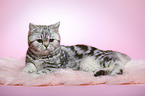 lying young british shorthair cat