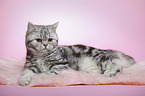 lying young british shorthair cat