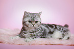 lying young british shorthair cat