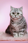 sitting young british shorthair cat