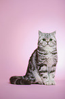 sitting young british shorthair cat