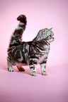 standing young british shorthair cat