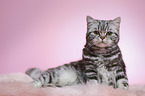 lying young british shorthair cat