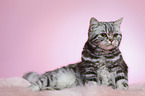 lying young british shorthair cat