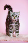 standing young british shorthair cat