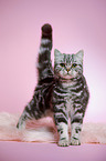 standing young british shorthair cat