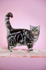 standing young british shorthair cat