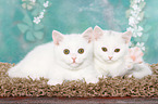 2 British Shorthair Kitten