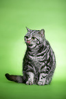 sitting British Shorthair