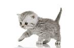 British Shorthair Kitten