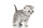 British Shorthair Kitten