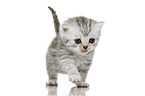 British Shorthair Kitten