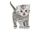 British Shorthair Kitten