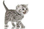 British Shorthair Kitten