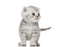 British Shorthair Kitten