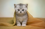 British Shorthair Kitten