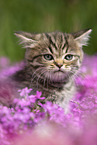 British Shorthair Kitten