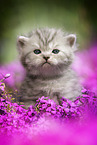 British Shorthair Kitten