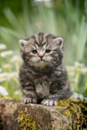 sitting British Shorthair Kitten