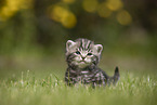 standing British Shorthair Kitten