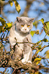 British Shorthair on tree