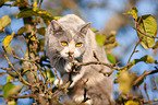 British Shorthair on tree