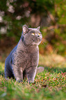 British Shorthair