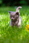 British shorthair kitten in the meadow