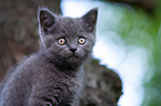 British shorthair kitten on the tree