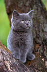 British shorthair kitten on the tree