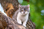 British shorthair kitten on the tree