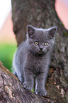 British shorthair kitten on the tree