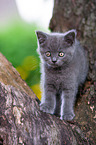 British shorthair kitten on the tree