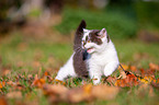 British shorthair kitten in the meadow