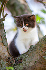 British shorthair kitten on the tree