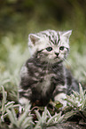 standing British Shorthair Kitten