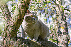 British Shorthair sits in the tree