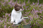 British Shorthair kitten in the heathland