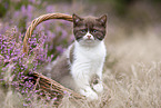 British Shorthair kitten in the heathland